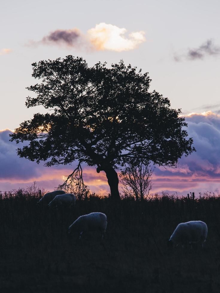 Silhouetted sheep grazing next to tree with colorful cloudy sky photo