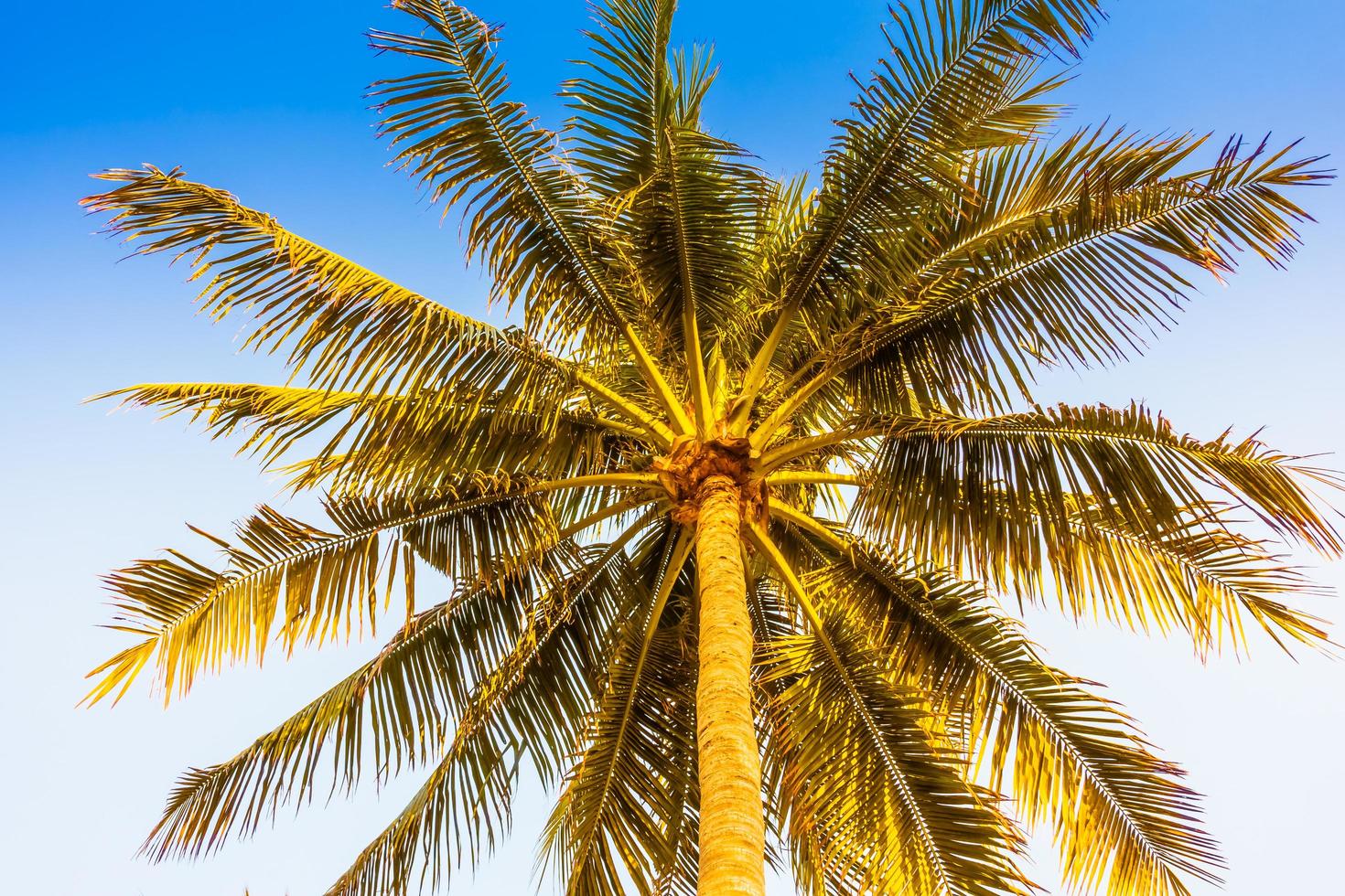 Coconut palm tree on sky background photo