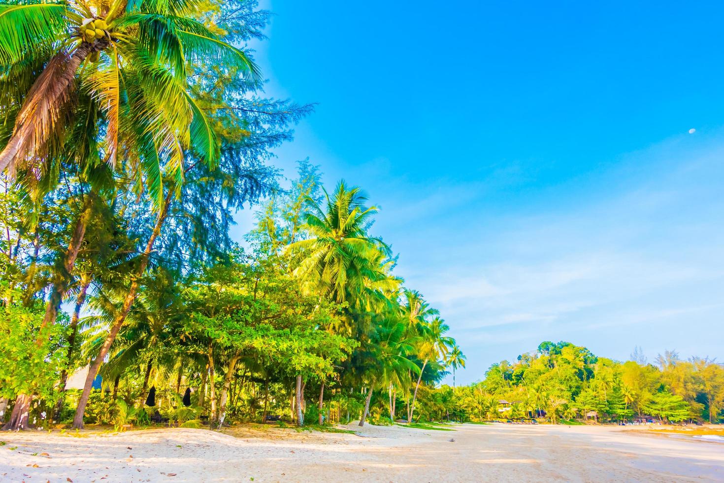 Tropical beach with palm trees photo