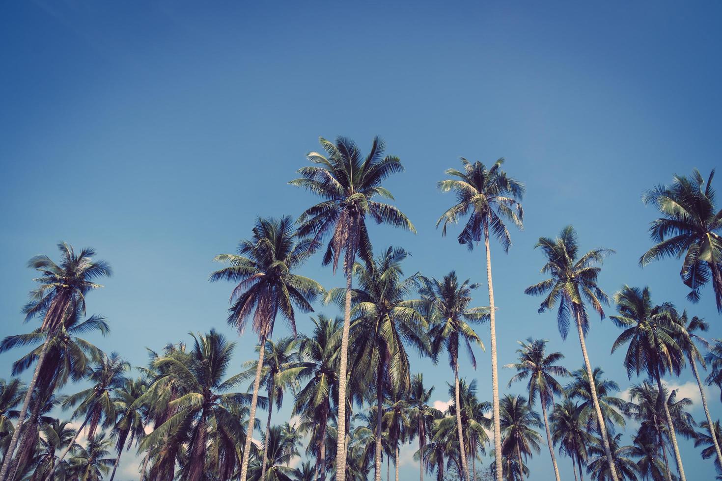 Coconut palm trees photo