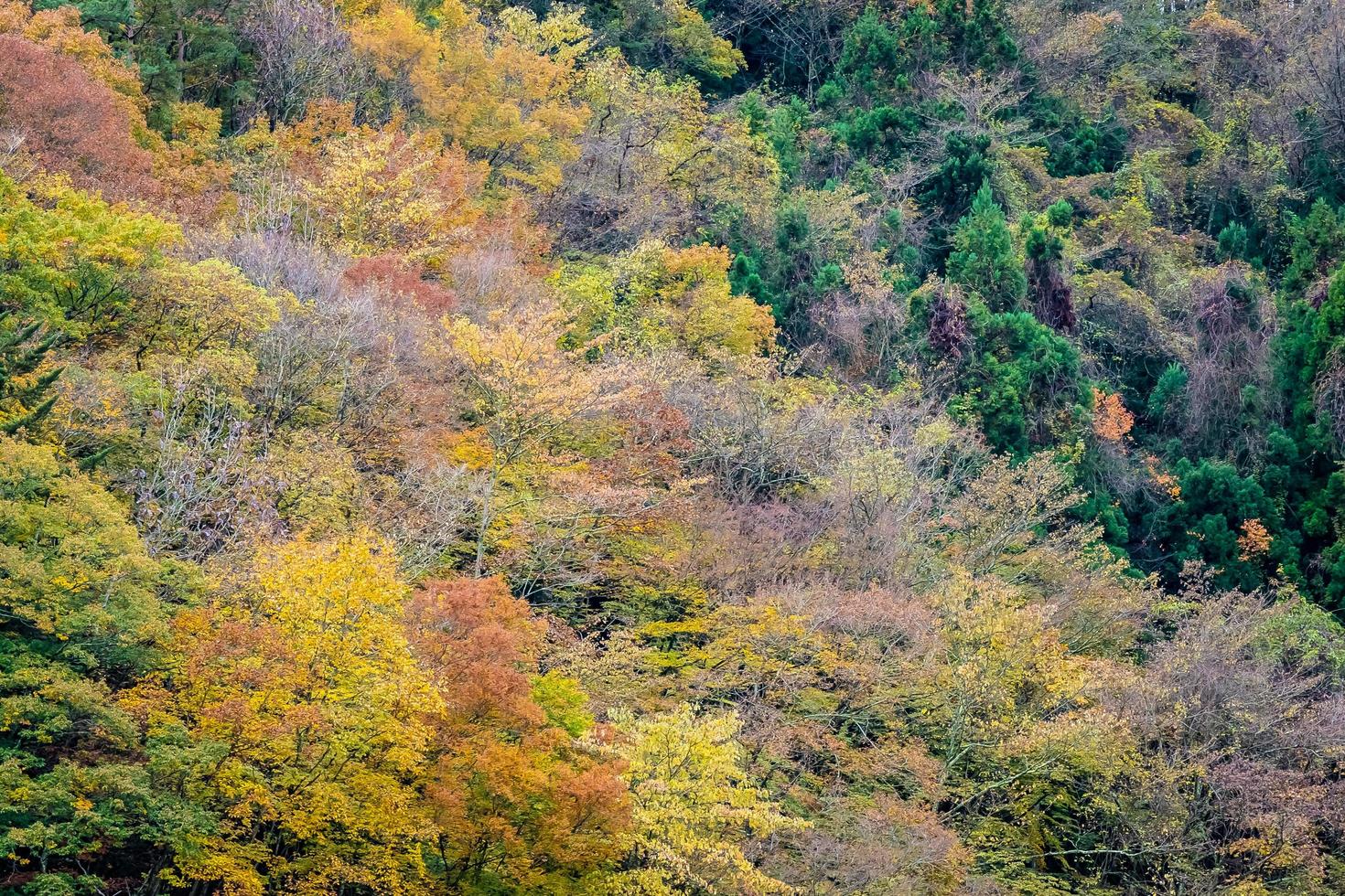 Colorful forest on the mountain photo