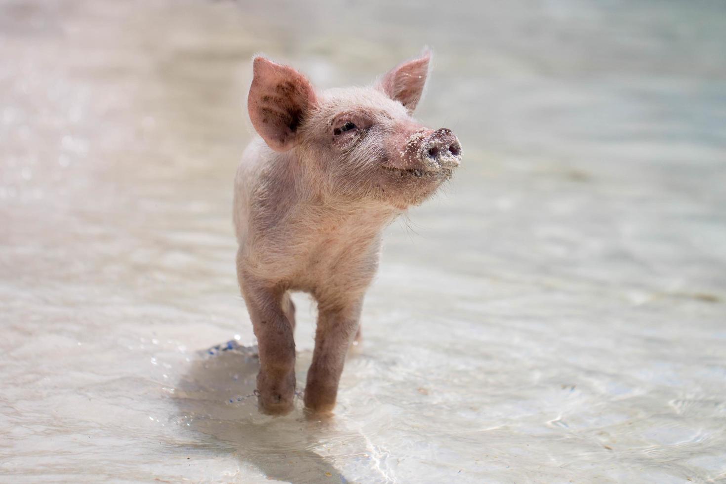 lechón jugando en el agua foto