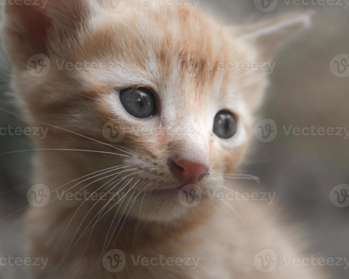 retrato de gatito naranja y blanco foto