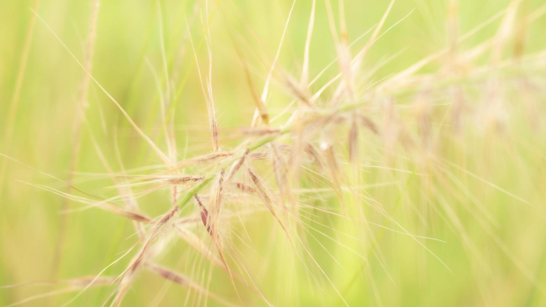 Close-up of grass or wheat stalk photo