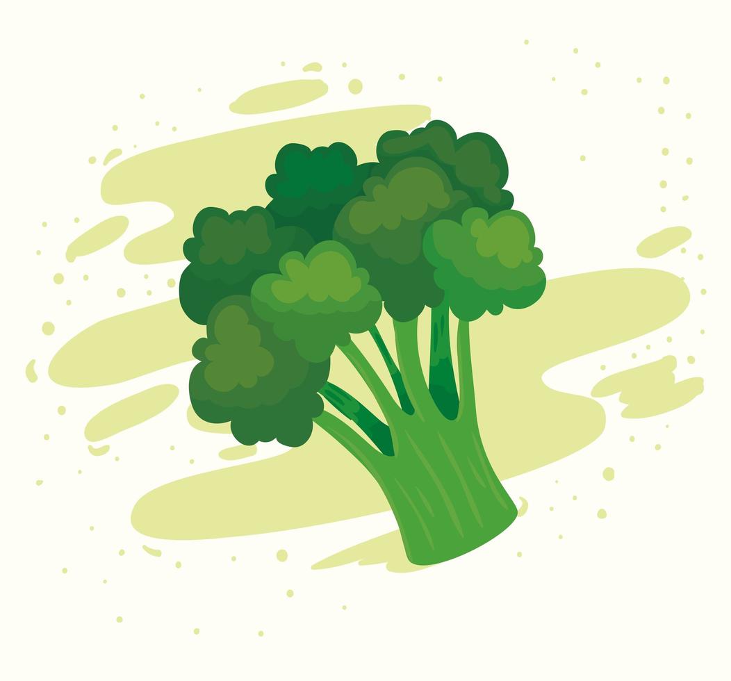 fresh broccoli vegetable, healthy food concept vector