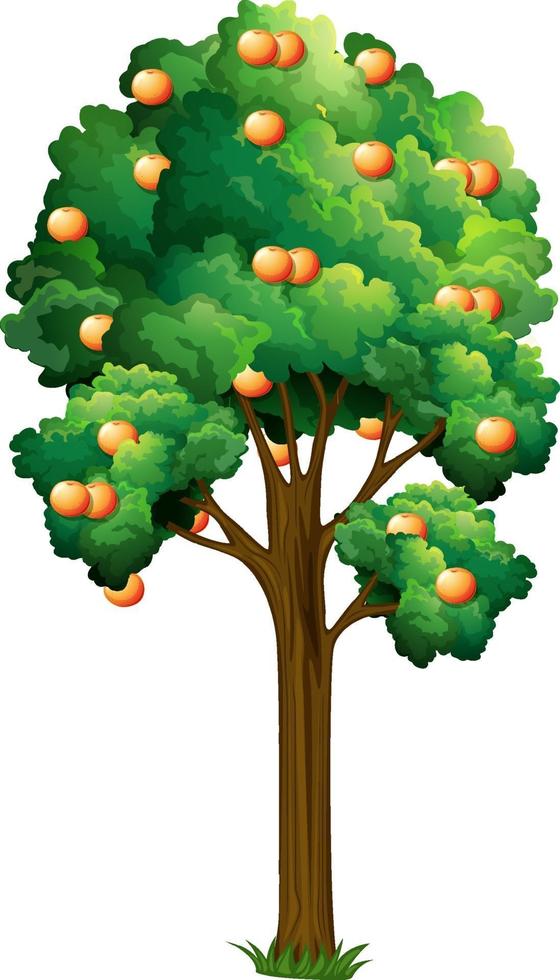 Árbol frutal de naranja en estilo de dibujos animados aislado sobre fondo blanco. vector