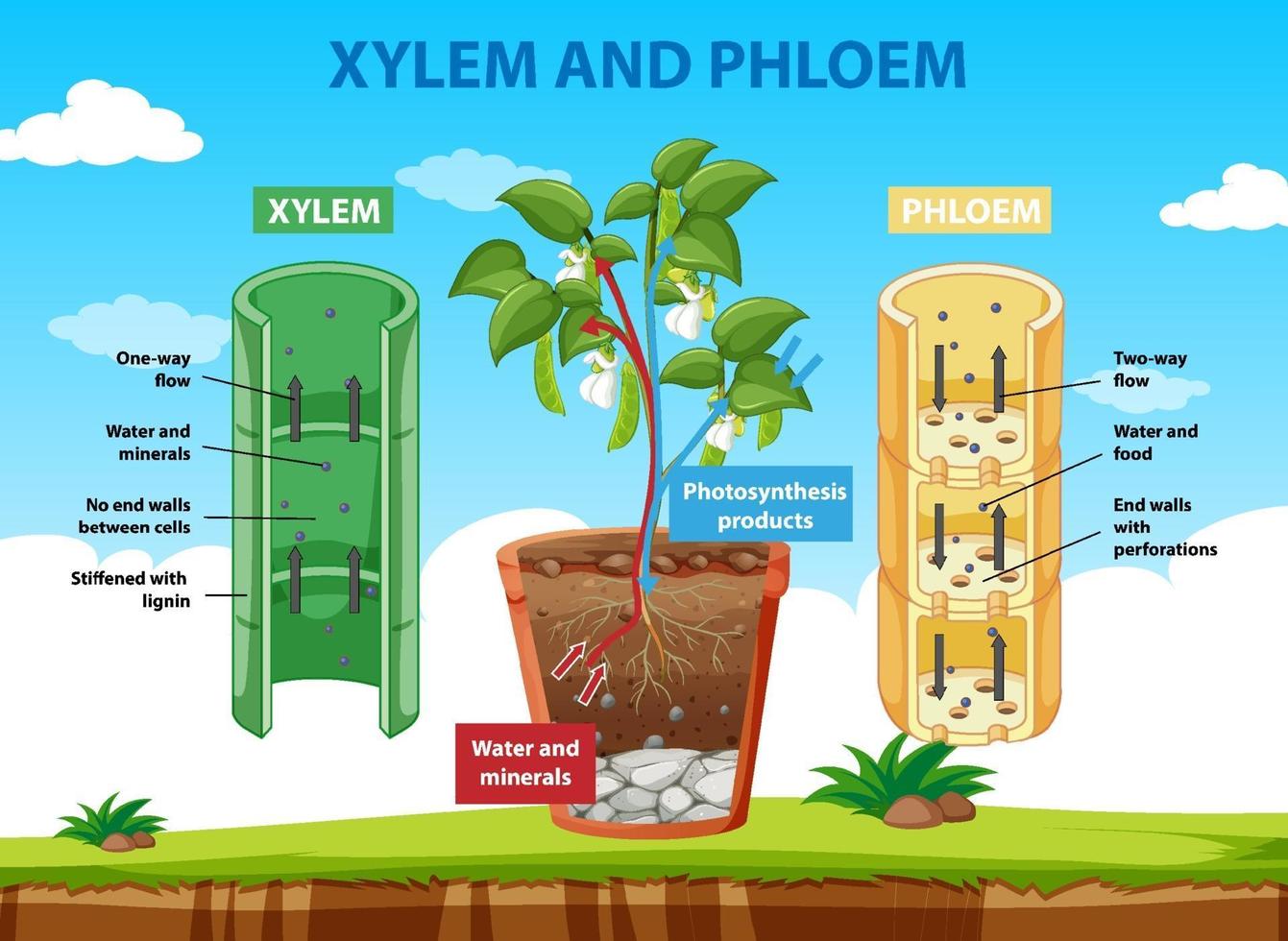 Diagram showing xylem and phloem of plant vector