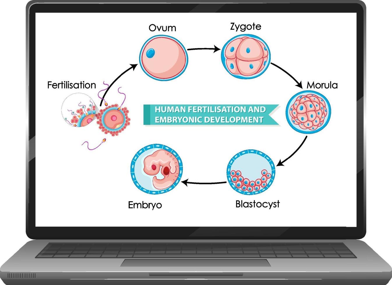 Fertilización humana y desarrollo embrionario. vector