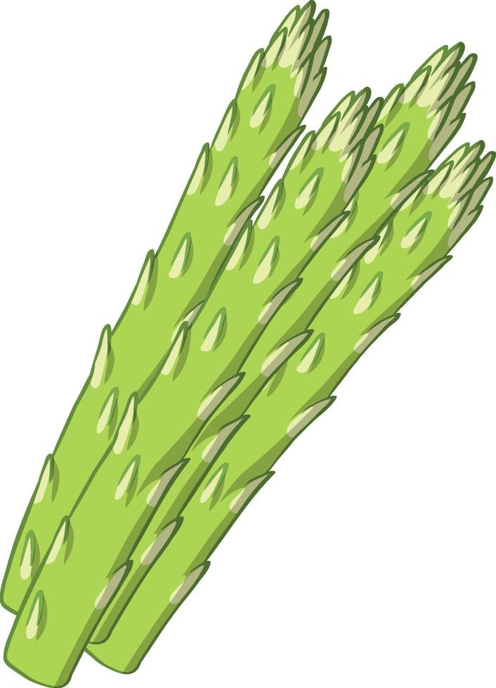 Isolated asparagus on white background vector