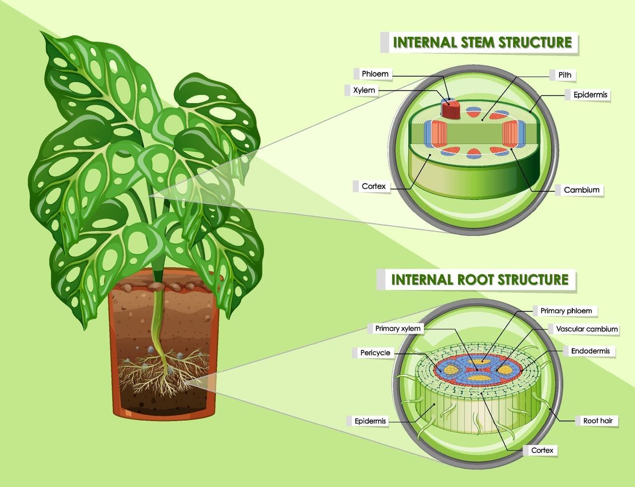 Diagram showing stem and root structure vector