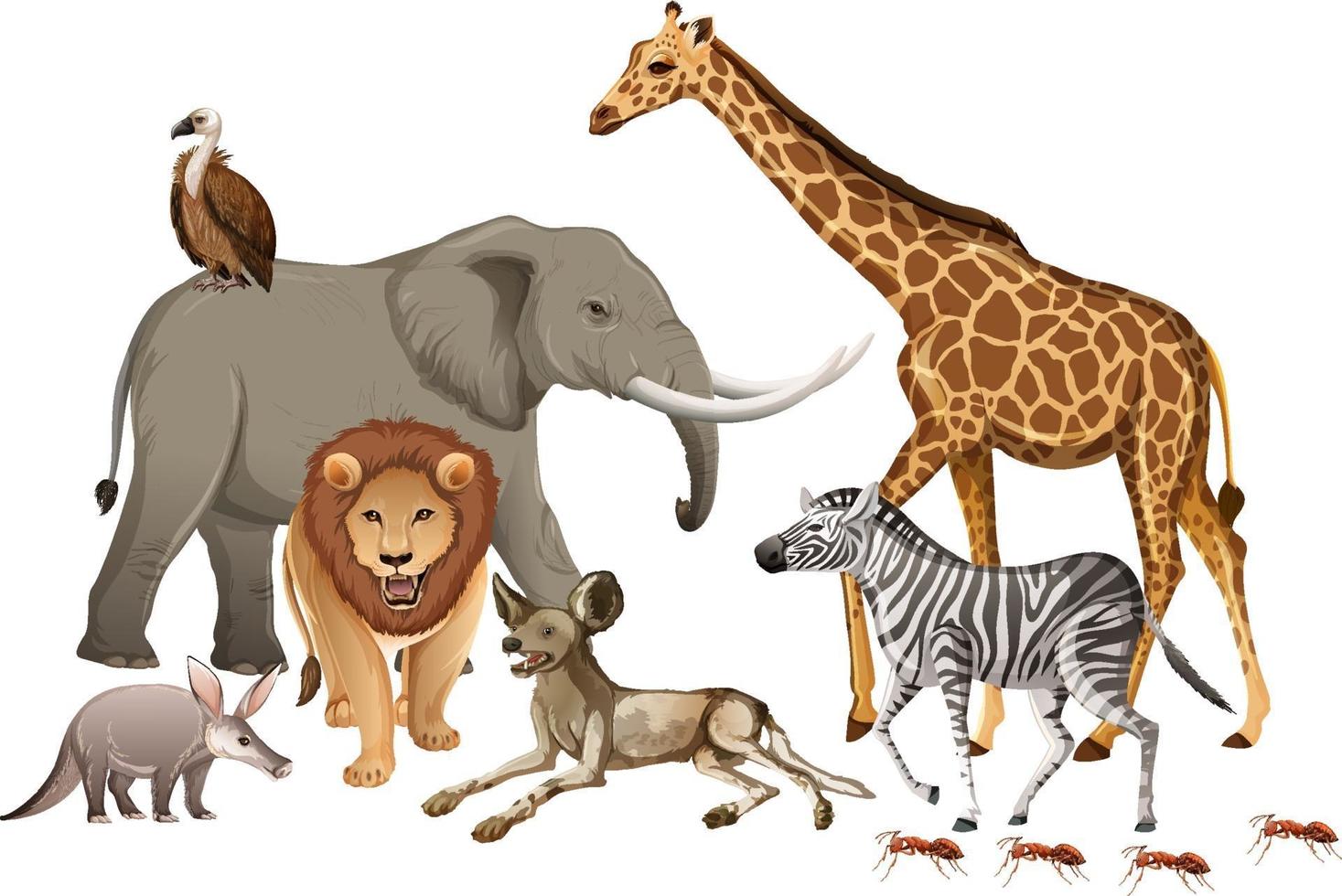 Grupo de animales salvajes africanos sobre fondo blanco. vector