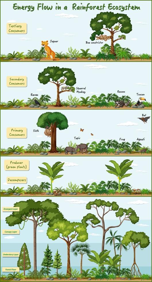 Energy flow in a rainforest ecosystem diagram vector