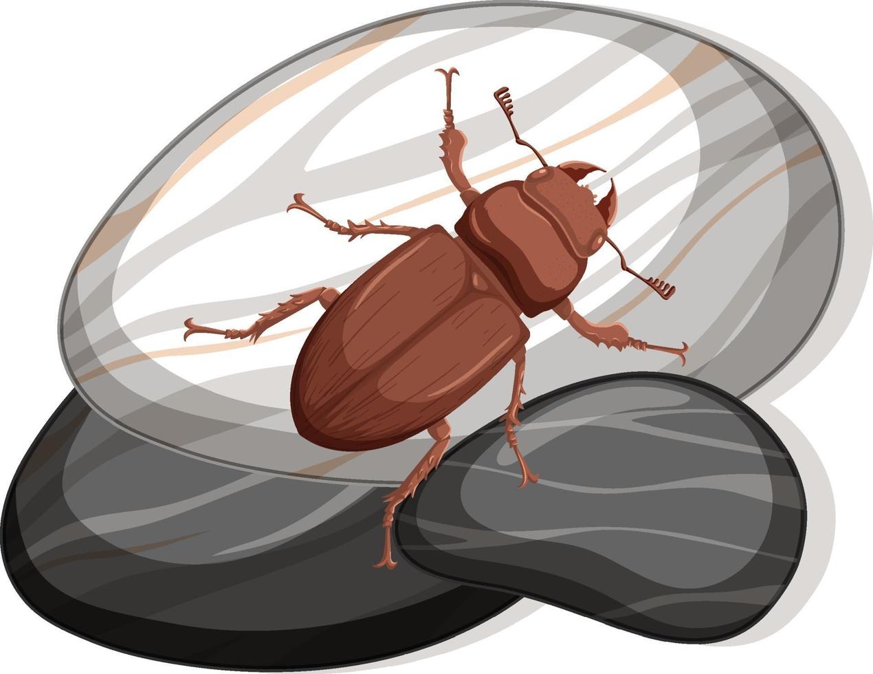 Top view of carabidae on a stone on white background vector