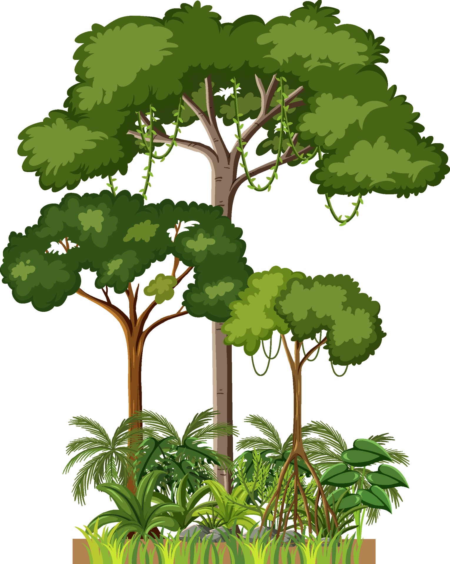 Rainforest Tree Vector Art, Icons, and Graphics for Free Download