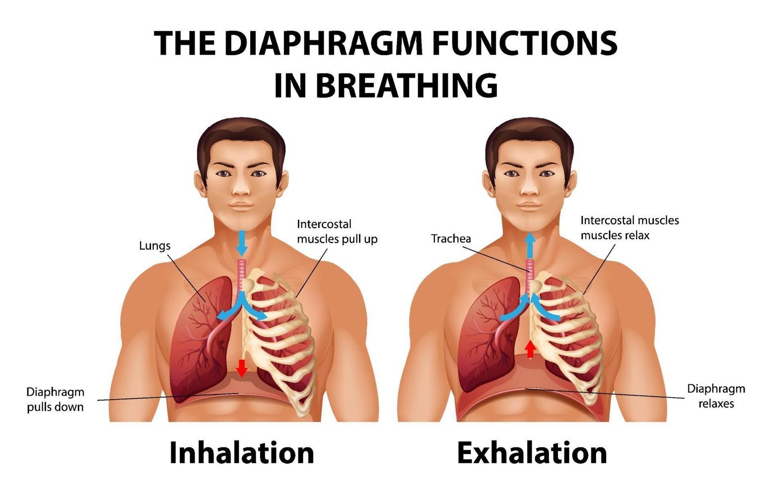 The diaphragm functions in breathing vector