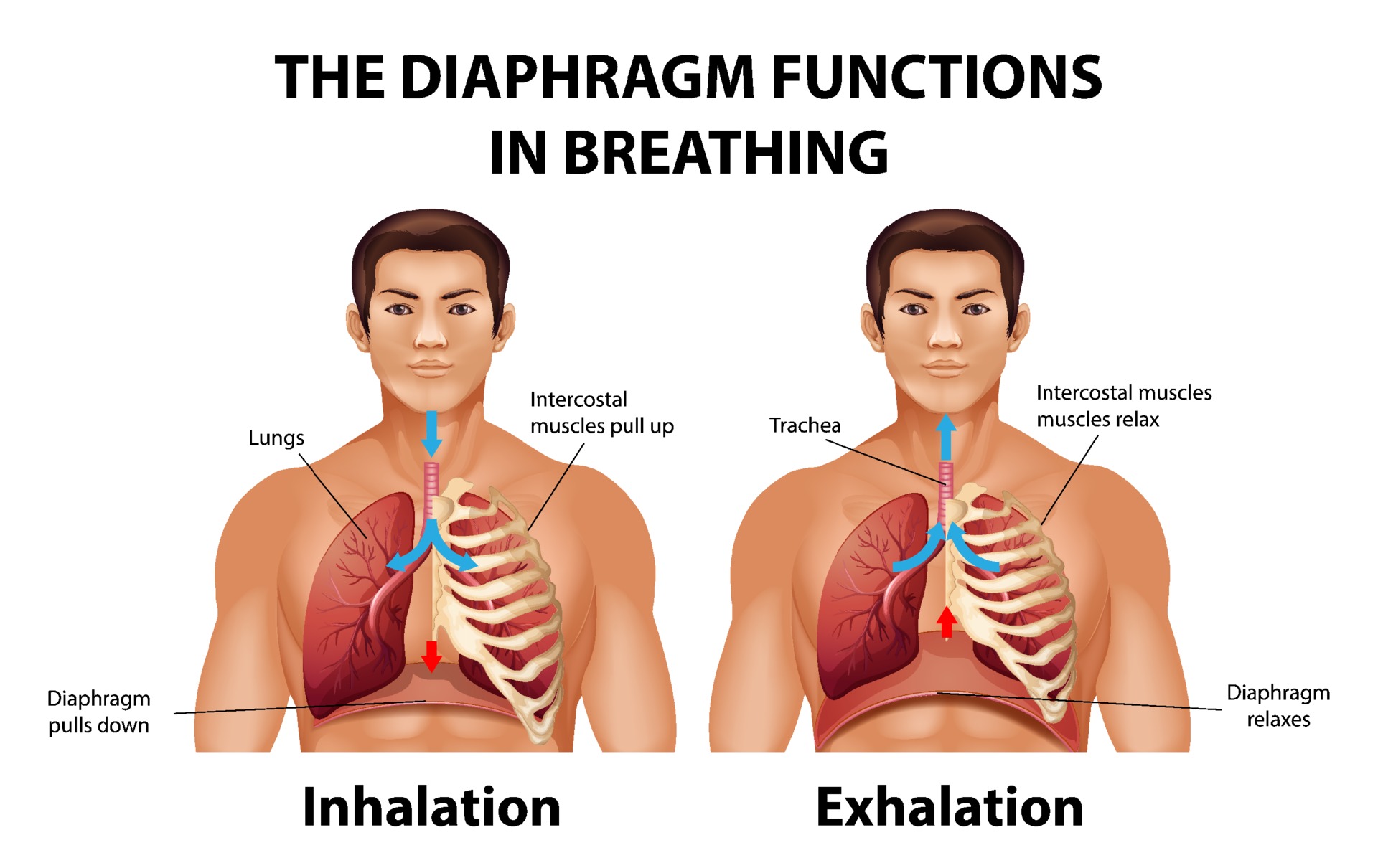 The diaphragm functions in breathing 2036323 Vector Art at Vecteezy