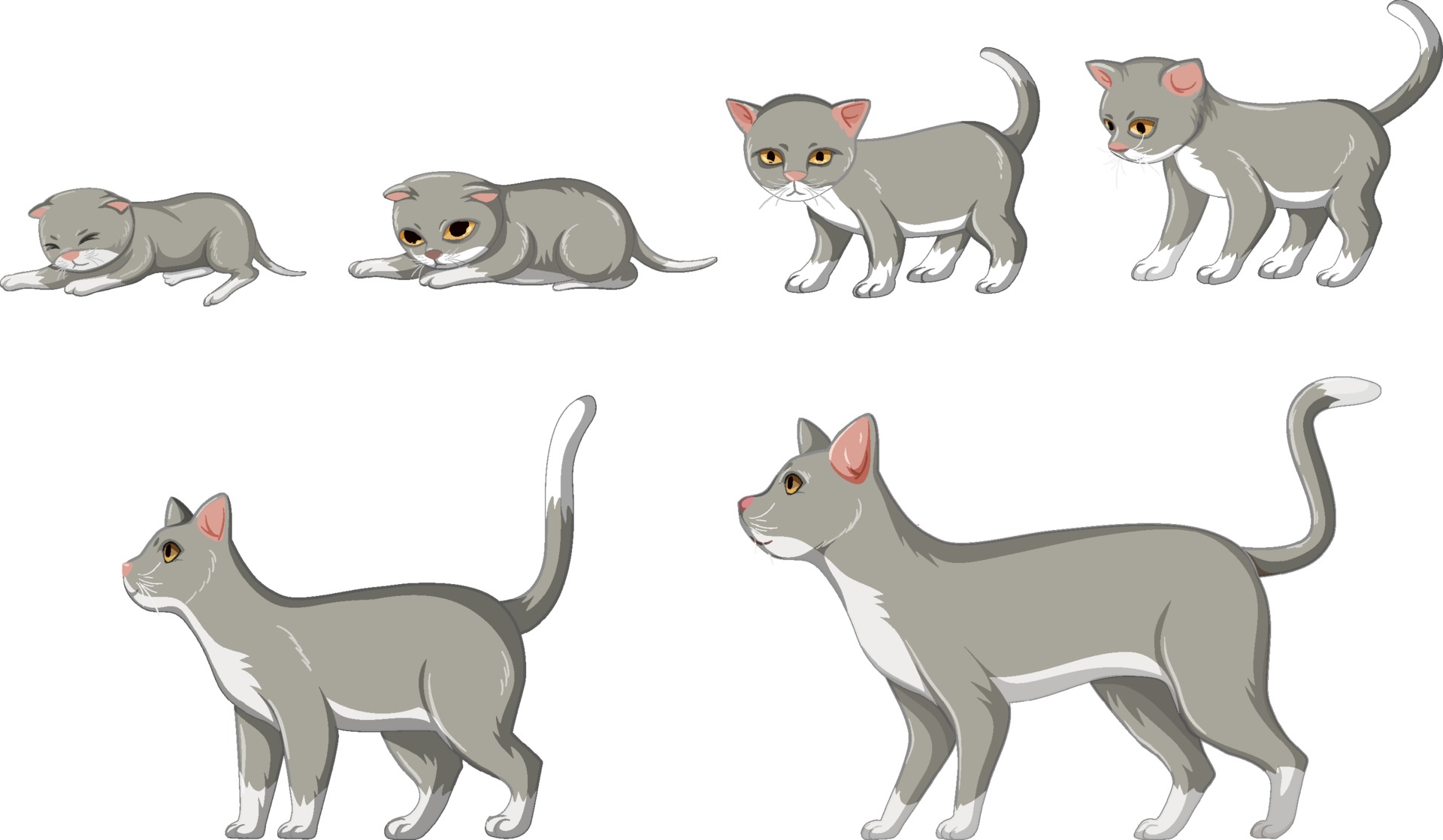Cat growth stage on white background 2036324 Vector Art at Vecteezy
