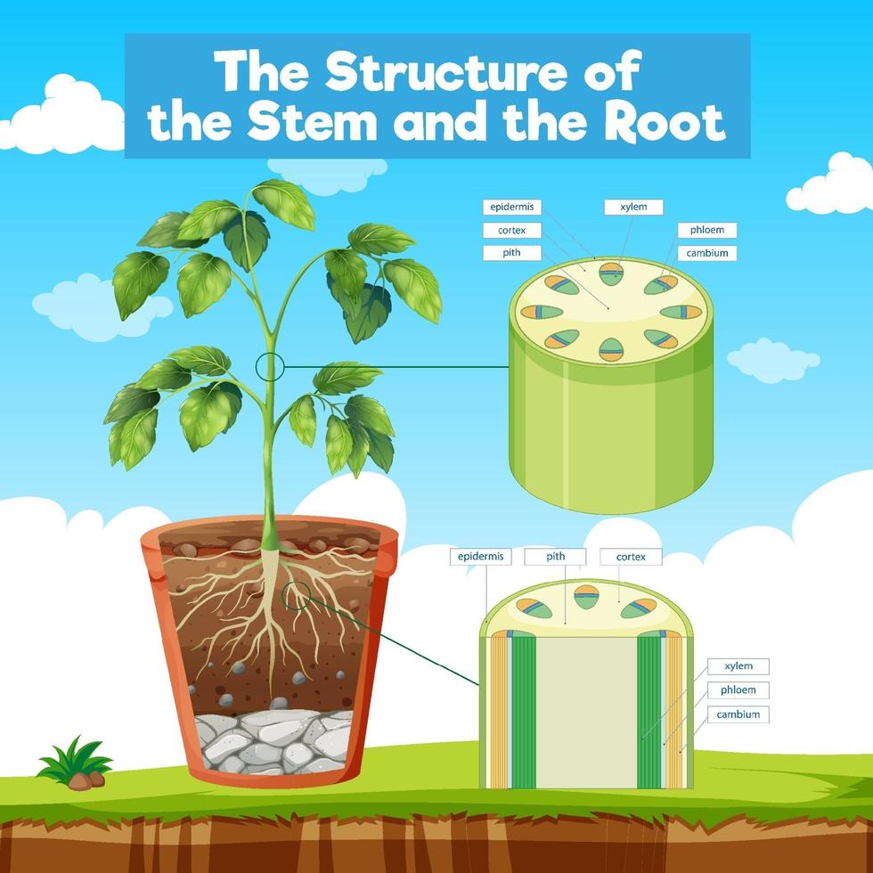 The Structure of the Stem and the Root vector