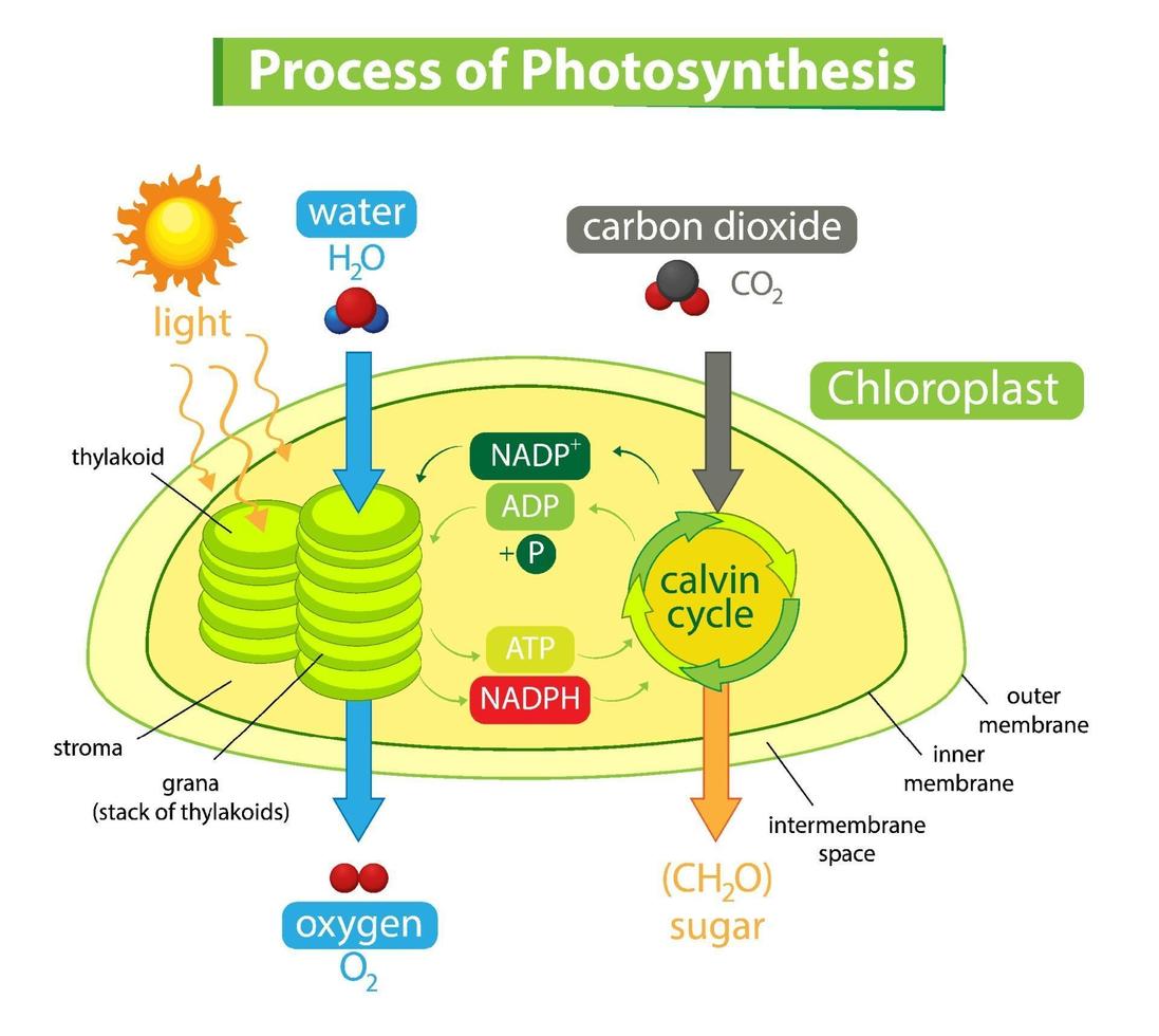 Diagrama que muestra el proceso de fotosíntesis en planta. vector