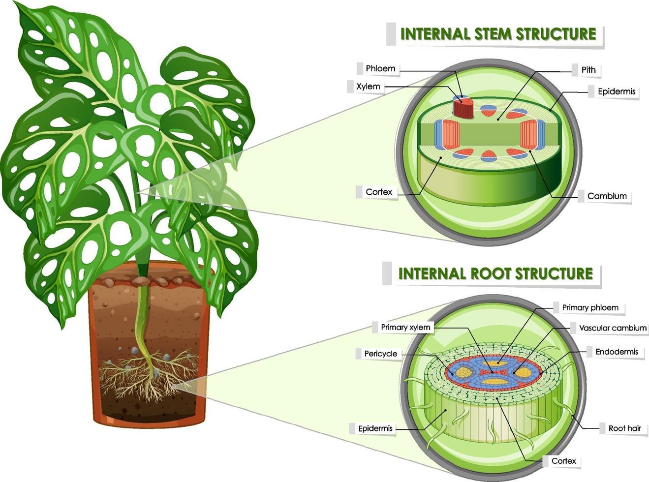 Diagram showing stem and root structure vector