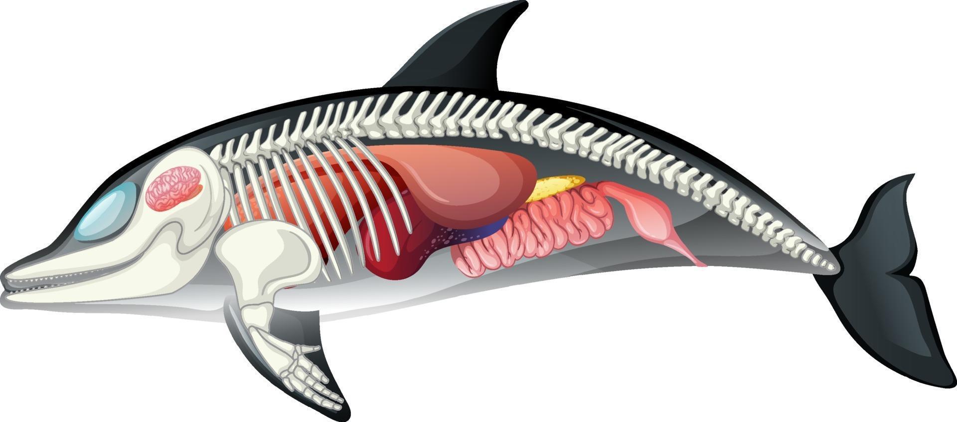 Anatomía del delfín aislado sobre fondo blanco. vector