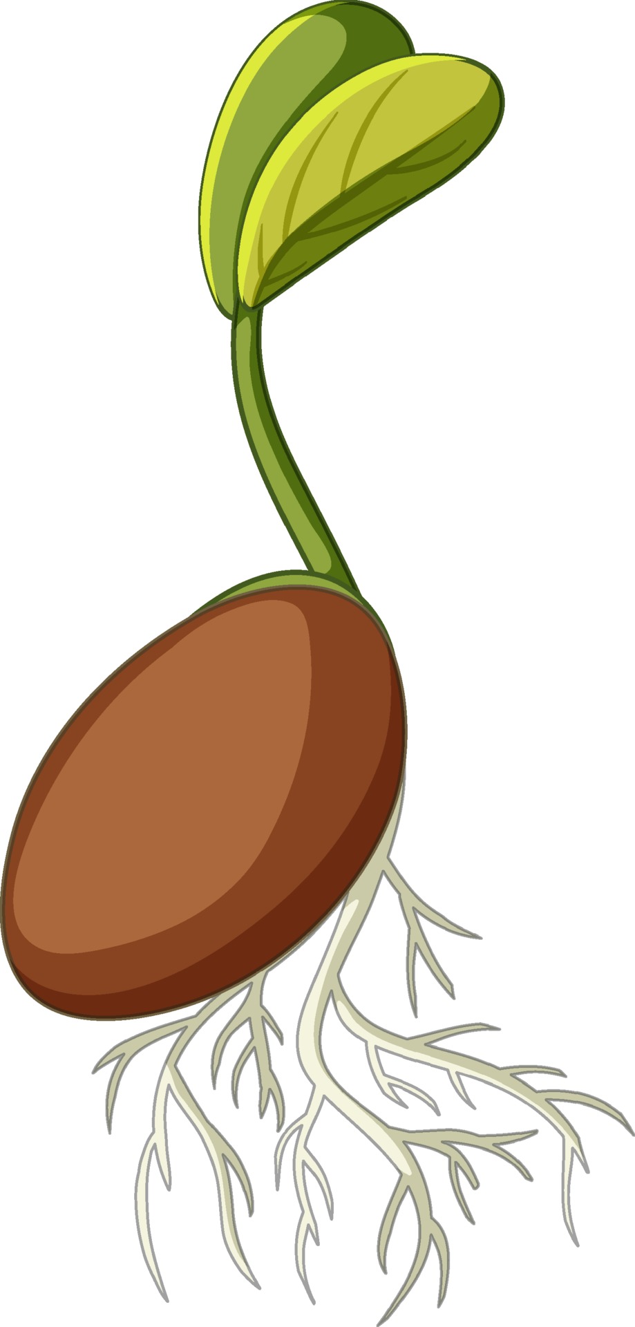 Seed Cartoon Vector Art, Icons, and Graphics for Free Download Seed Cartoon Vector Art, Icons, and Graphics for Free Download
