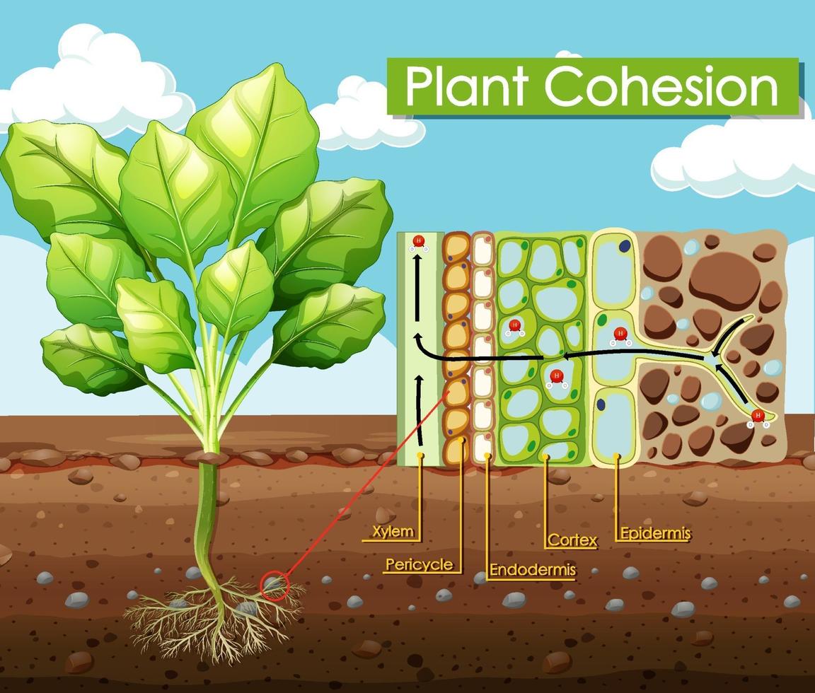 diagrama que muestra la cohesión vegetal vector