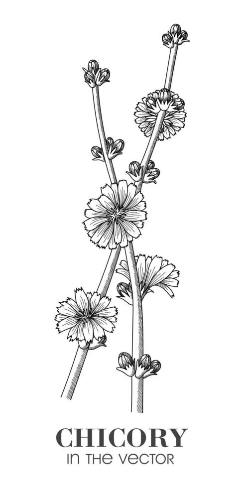 CHICORY SKETCH ON A WHITE BACKGROUND vector