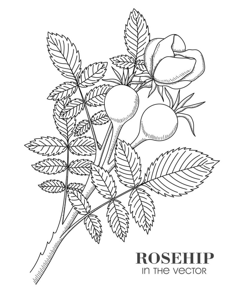 A SKETCH OF THE BRANCHES OF THE WILD ROSE ON A WHITE BACKGROUND vector