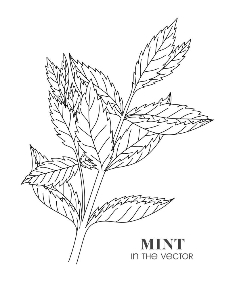 SKETCH OF A SPRIG OF MINT ON A WHITE BACKGROUND vector