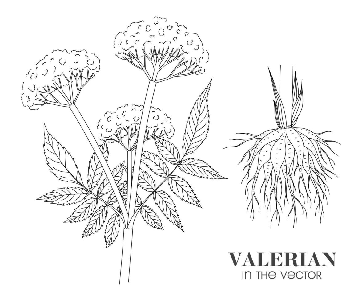 SKETCH OF A VALERIAN BRANCH ON A WHITE BACKGROUND vector