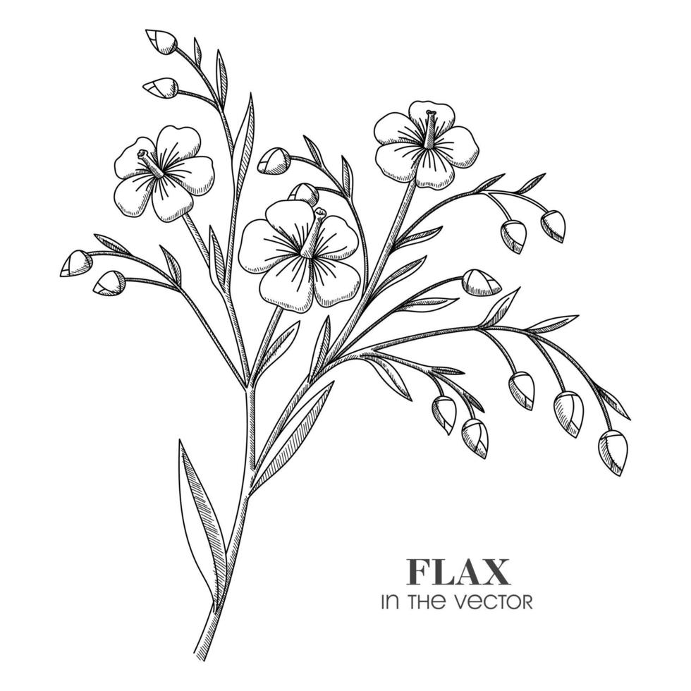 A SKETCH OF A FLAX BRANCH ON A WHITE BACKGROUND vector