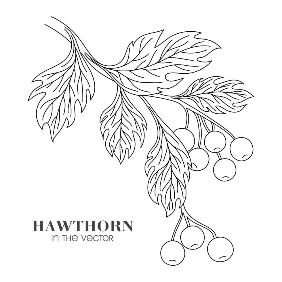 SKETCH OF A HAWTHORN TWIG ON A WHITE BACKGROUND 2036900 Vector Art at