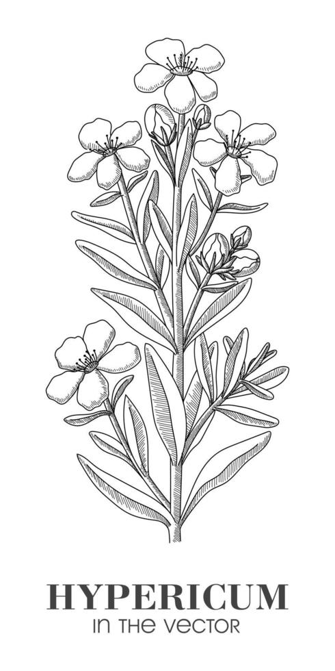 A SKETCH OF THE HYPERICUM ON A WHITE BACKGROUND vector