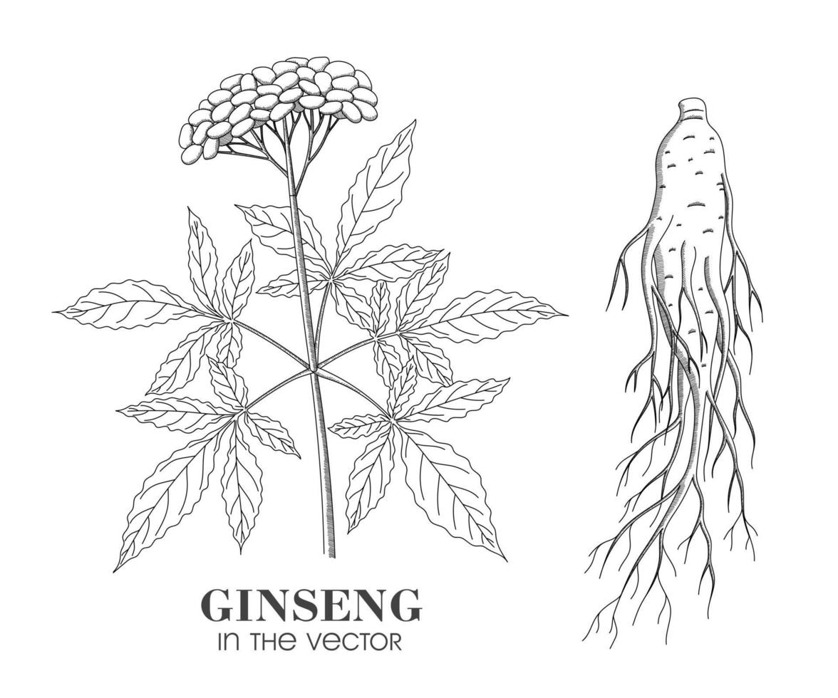 Boceto de ginseng sobre un fondo blanco. vector