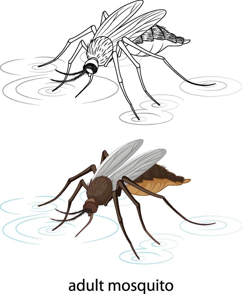 Mosquito en color y doodle sobre fondo blanco. vector