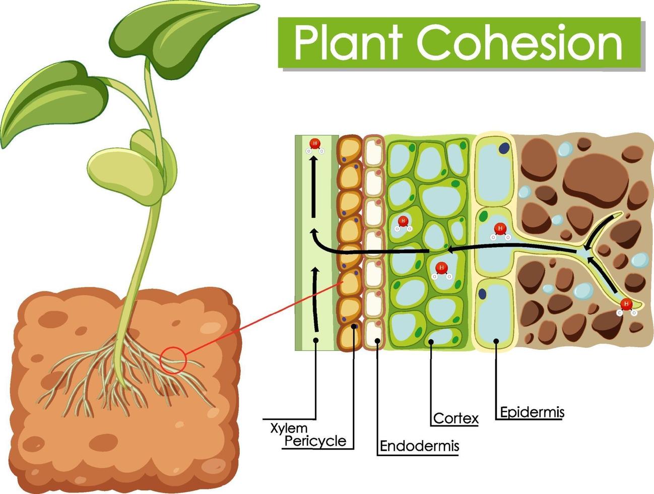 water cohesion diagram