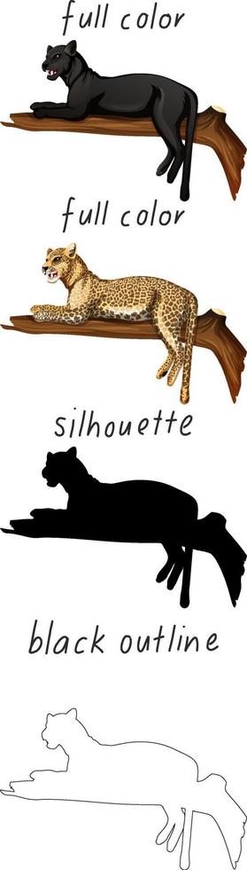 Set of leopard in color, silhouette and black outline on white background vector