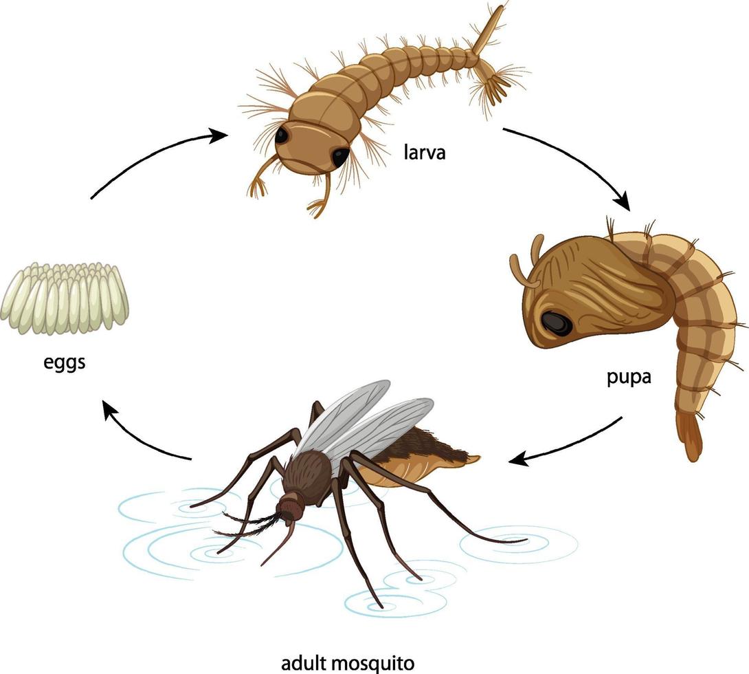 Diagram showing mosquito life cycle on white background vector