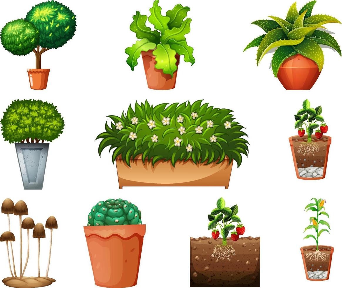 Set of different plants in pots isolated on white background vector