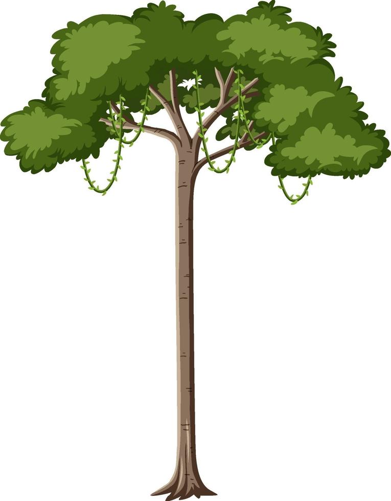 Single rainforest tree isolated on white background vector