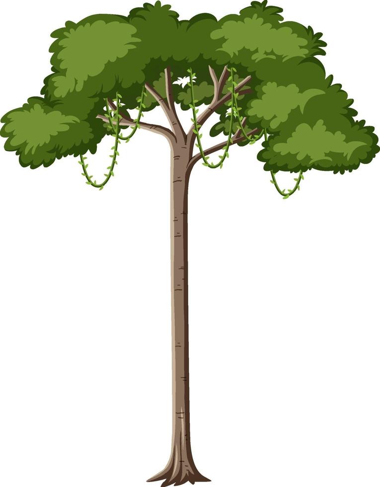 único árbol de la selva tropical aislado sobre fondo blanco. vector