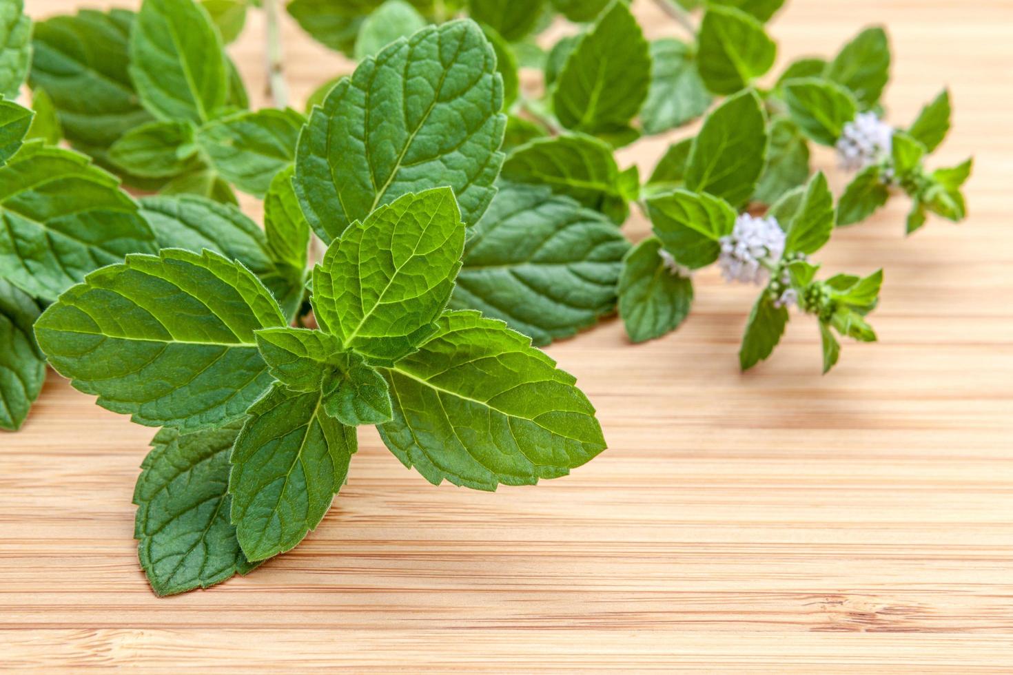 Close-up of fresh peppermint leaves photo