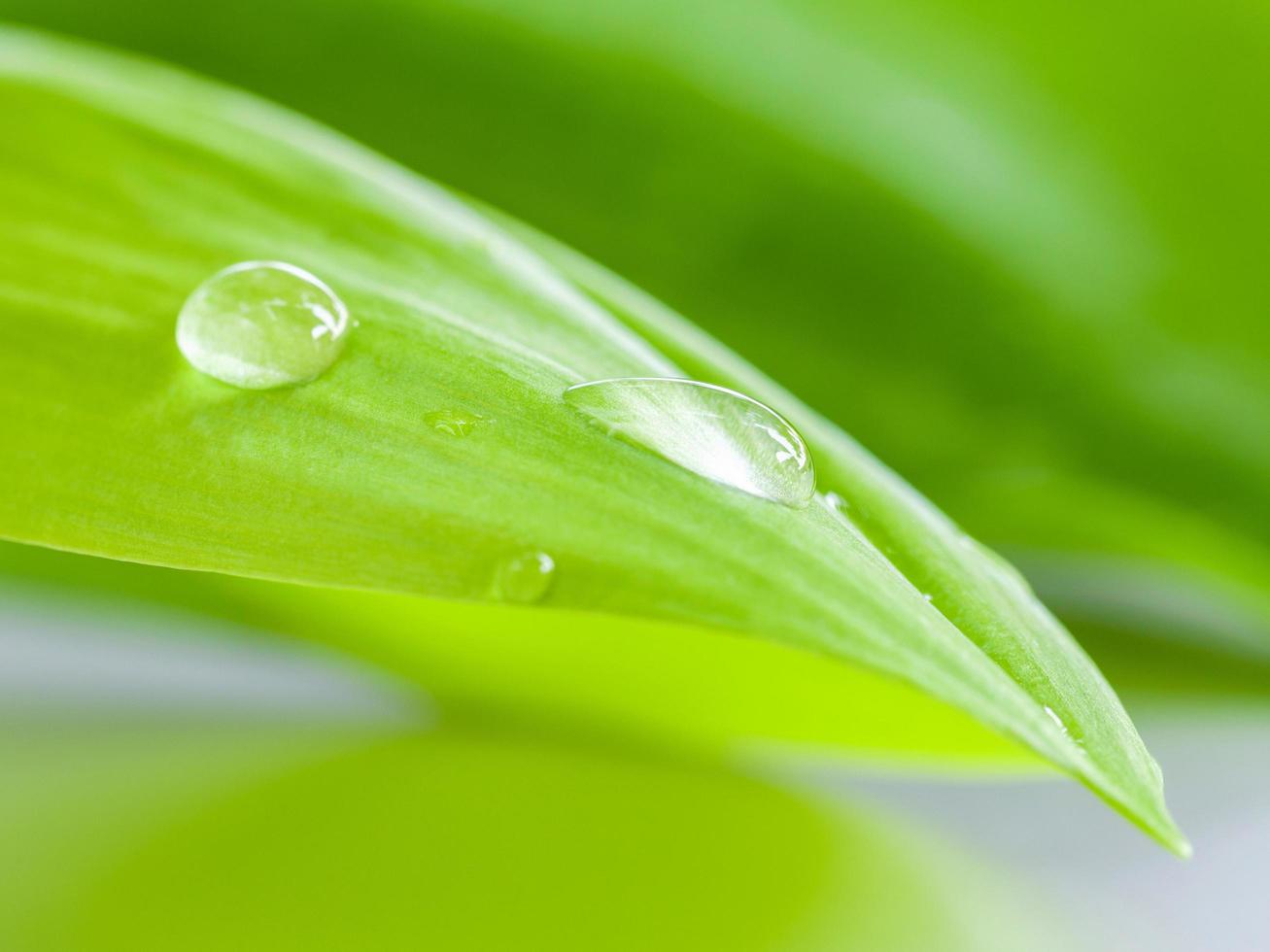 Green leaves and dew drops photo