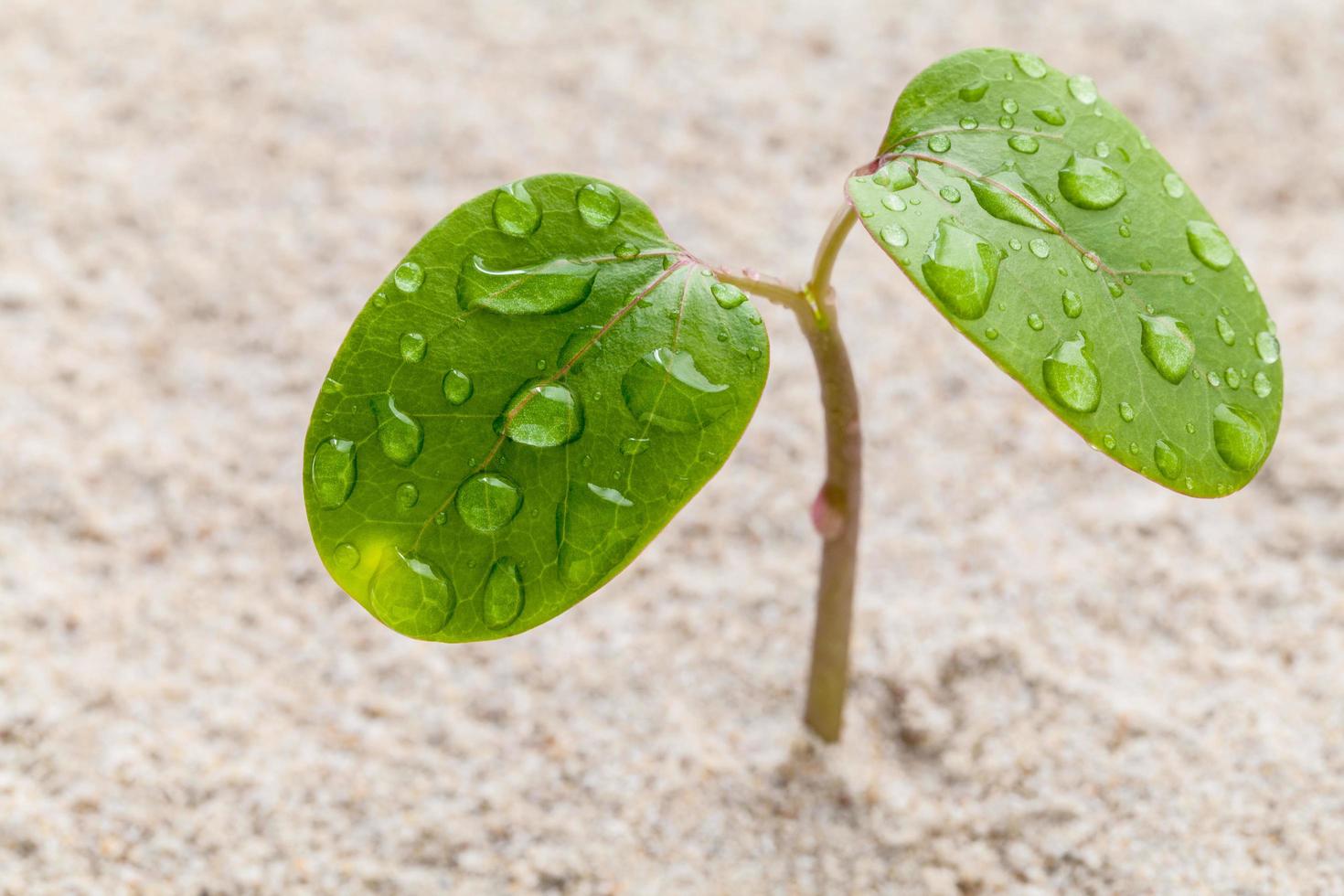 Sprouting plant with dewdrops photo