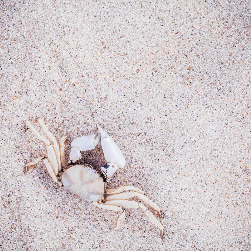 White crab in sand photo