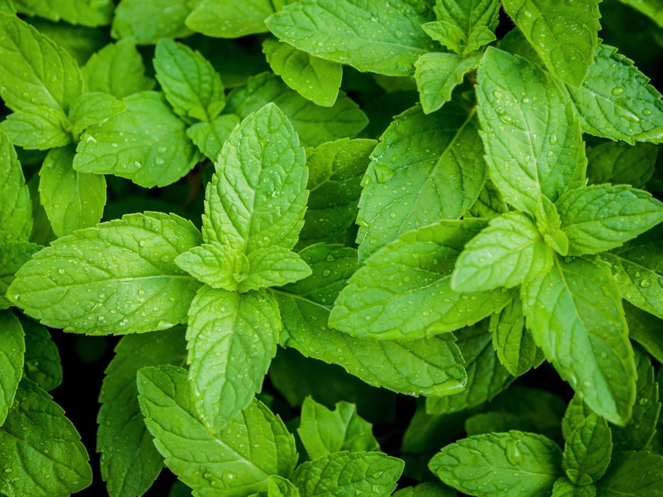Close-up of peppermint leaves photo