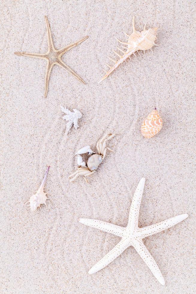 Seashells in the sand photo