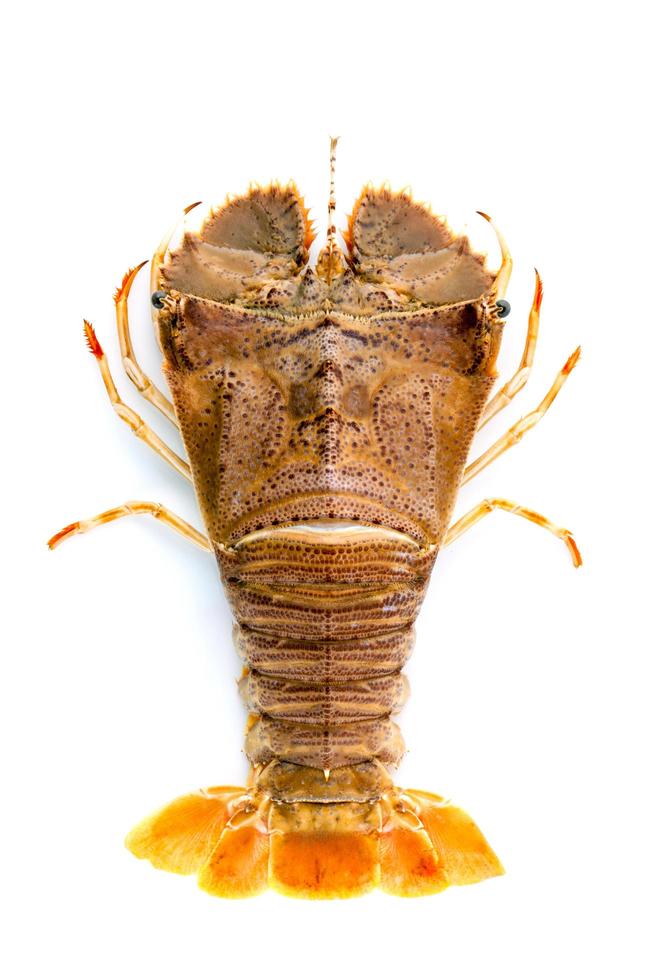 Flathead lobster isolated on white photo