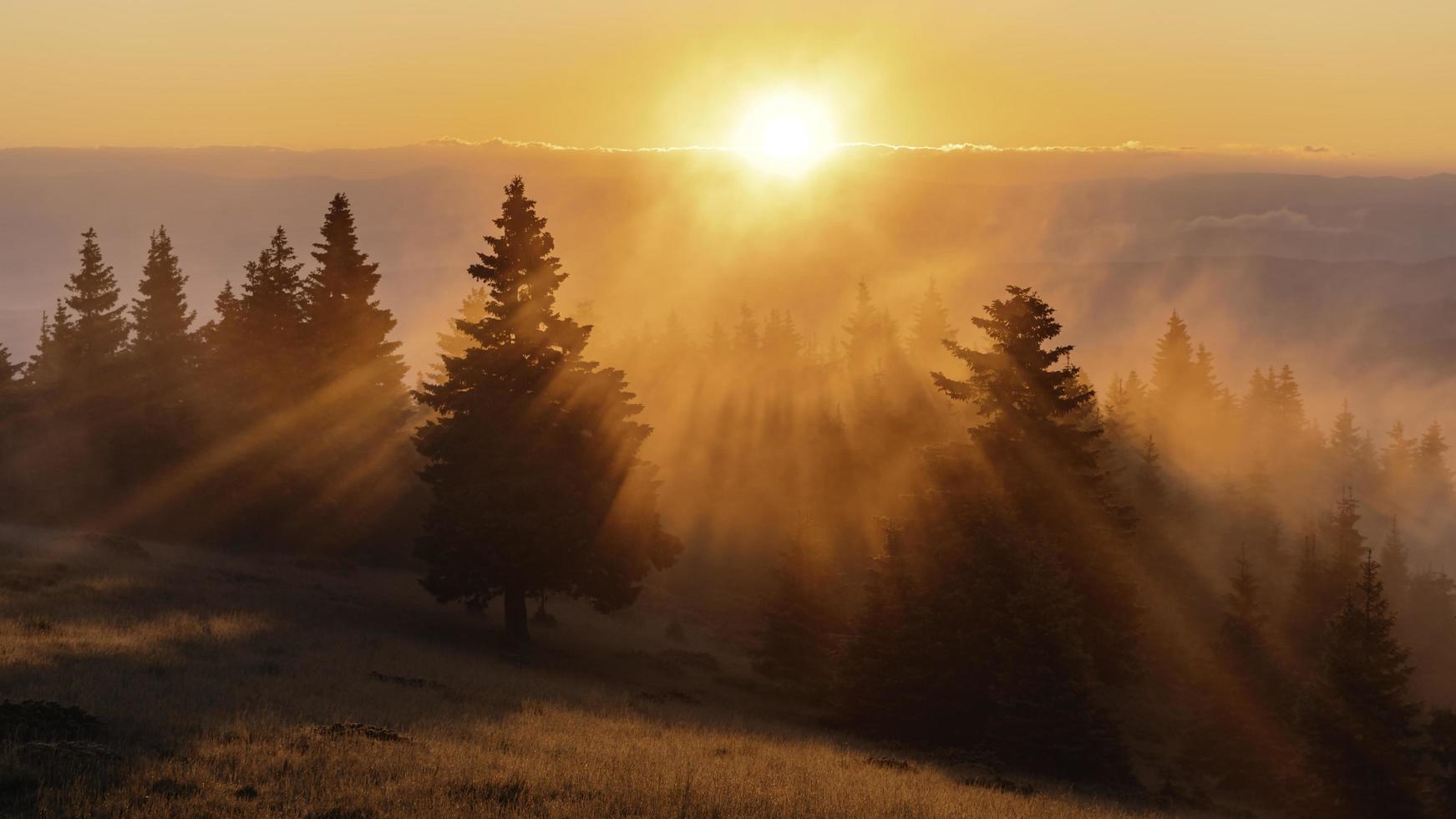 Green trees on colorful sunrise light photo